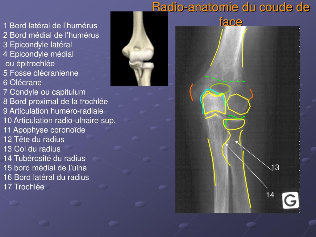 Le coude anatomie