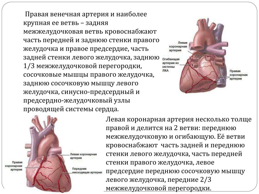 Изменение передней стенки левого желудочка. Правая венечная артерия кровоснабжает. Передней стенки левого желудочка. Коронарные артерии. Передняя коронарная артерия кровоснабжает.