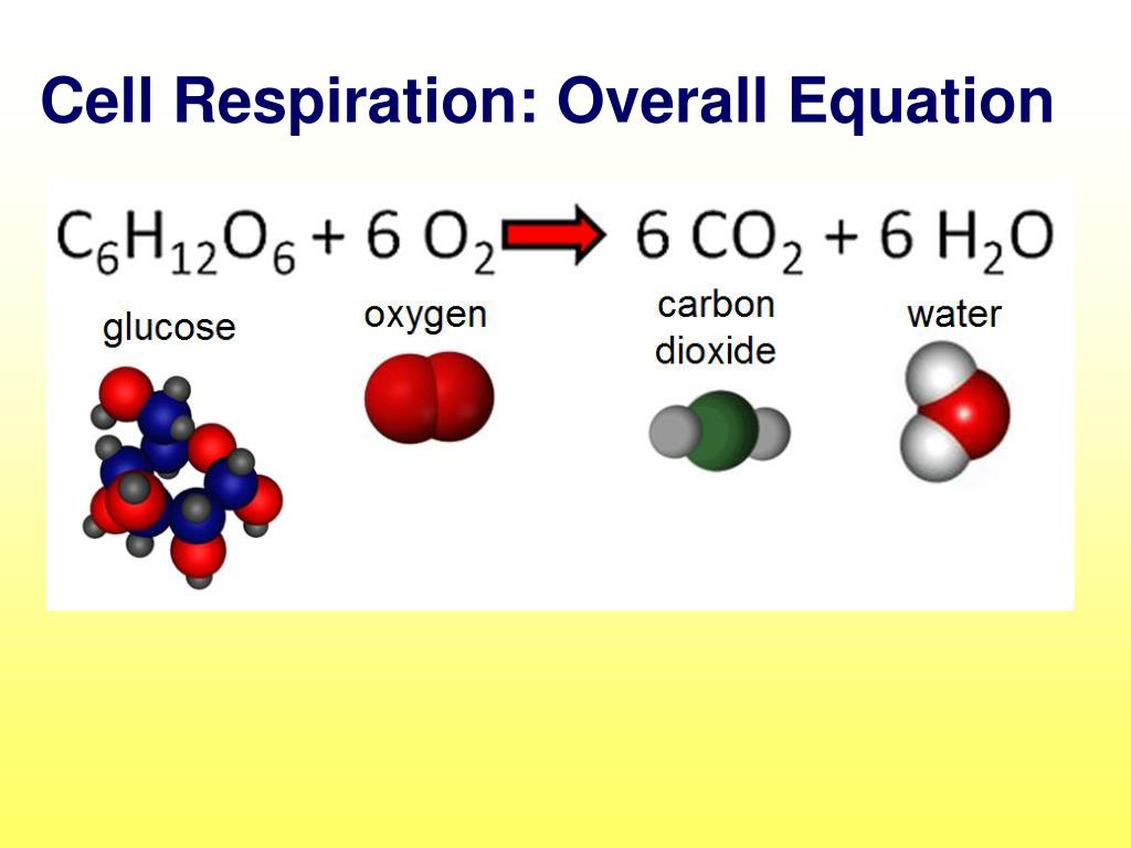 formula for cellular respiration