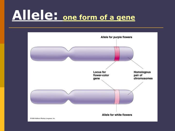 PPT - Chapter 17: Evolution of Populations PowerPoint Presentation - ID ...