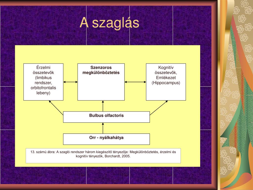 PPT - Szenzoros Integrációs terápia PowerPoint Presentation, free download  - ID:4092721