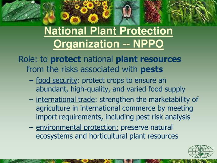 PPT The International Plant Protection Convention (IPPC) PowerPoint