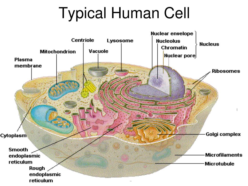 PPT - Chapter 5 The human organism and the perpetuation of life
