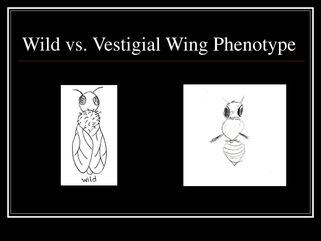 PPT Drosophila Melanogaster PowerPoint Presentation, free