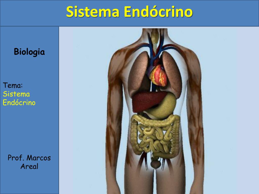 Ppt Biologia Tema Sistema Endócrino Prof Marcos Areal Powerpoint Presentation Id4096715 