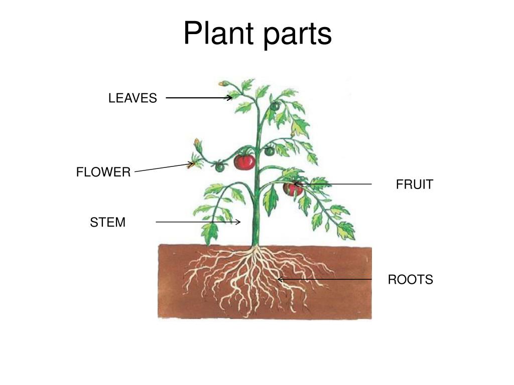 Функция корня стебля. Части растения 1 класс окружающий мир схема. Plantele. Partile componente a lalaelei цветок. Radacina.