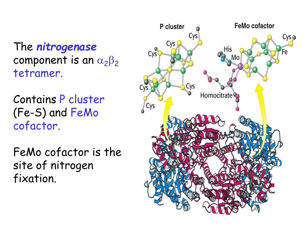 PPT - PROTEIN METABOLISM: NITROGEN CYCLE; DIGESTION OF PROTEINS ...
