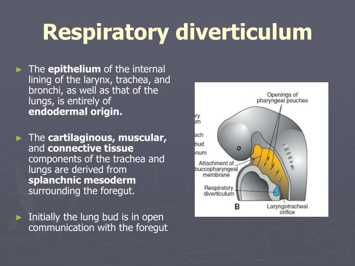 PPT Respiratory System Embryology PowerPoint Presentation ID4097999