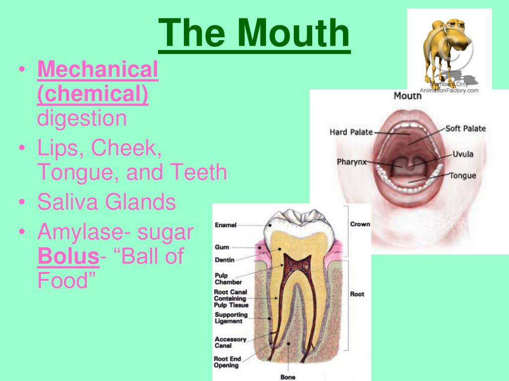 PPT - The Digestive System PowerPoint Presentation, free download - ID