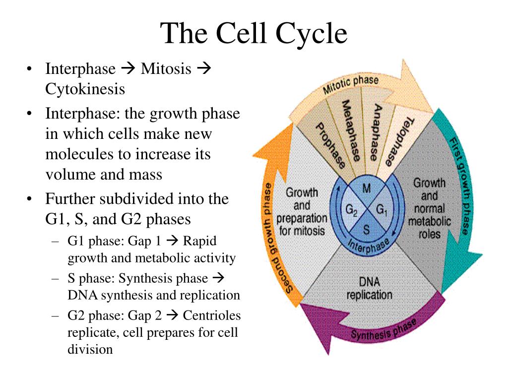 powerpoint presentation on cell cycle