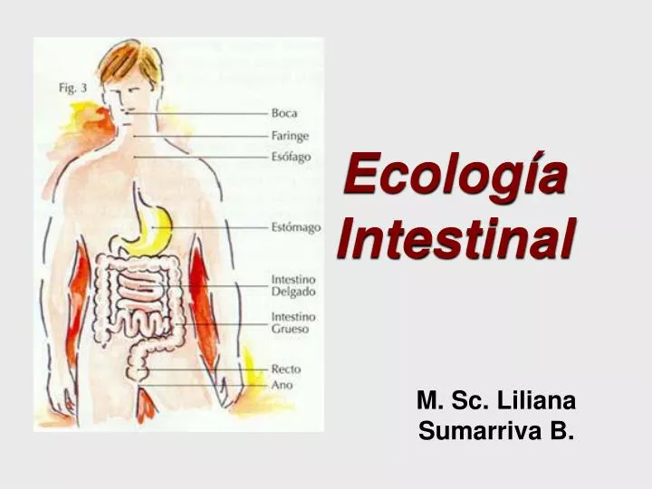 ecolog a intestinal n.