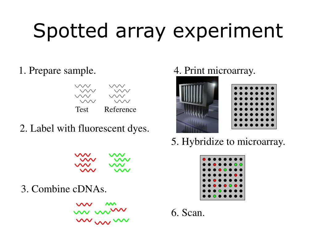 PPT - MICROARRAYS D'EXPRESSIÓ ESTUDI DEL FACTOR DE TRANSCRIPCIÓ ASH2  PowerPoint Presentation - ID:4101251