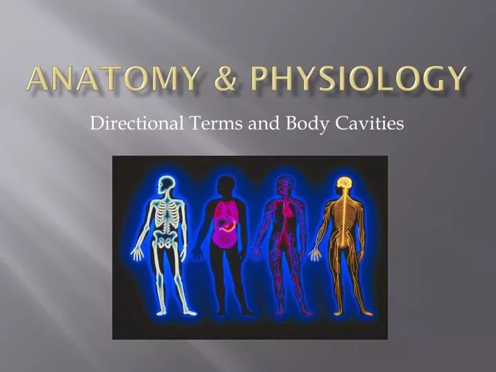 Ppt Anatomy And Physiology Powerpoint Presentation Free Download Id