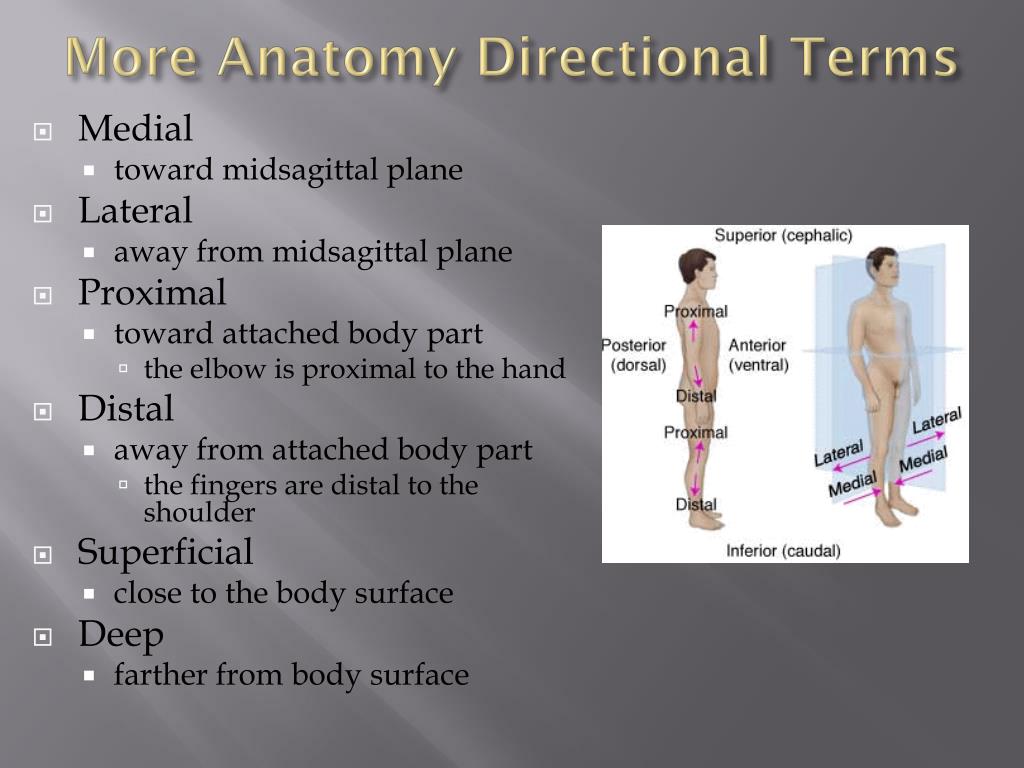 PPT - Anatomy & Physiology PowerPoint Presentation, free download - ID ...