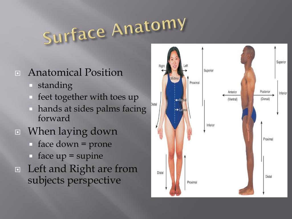 Surface Anatomy Chart