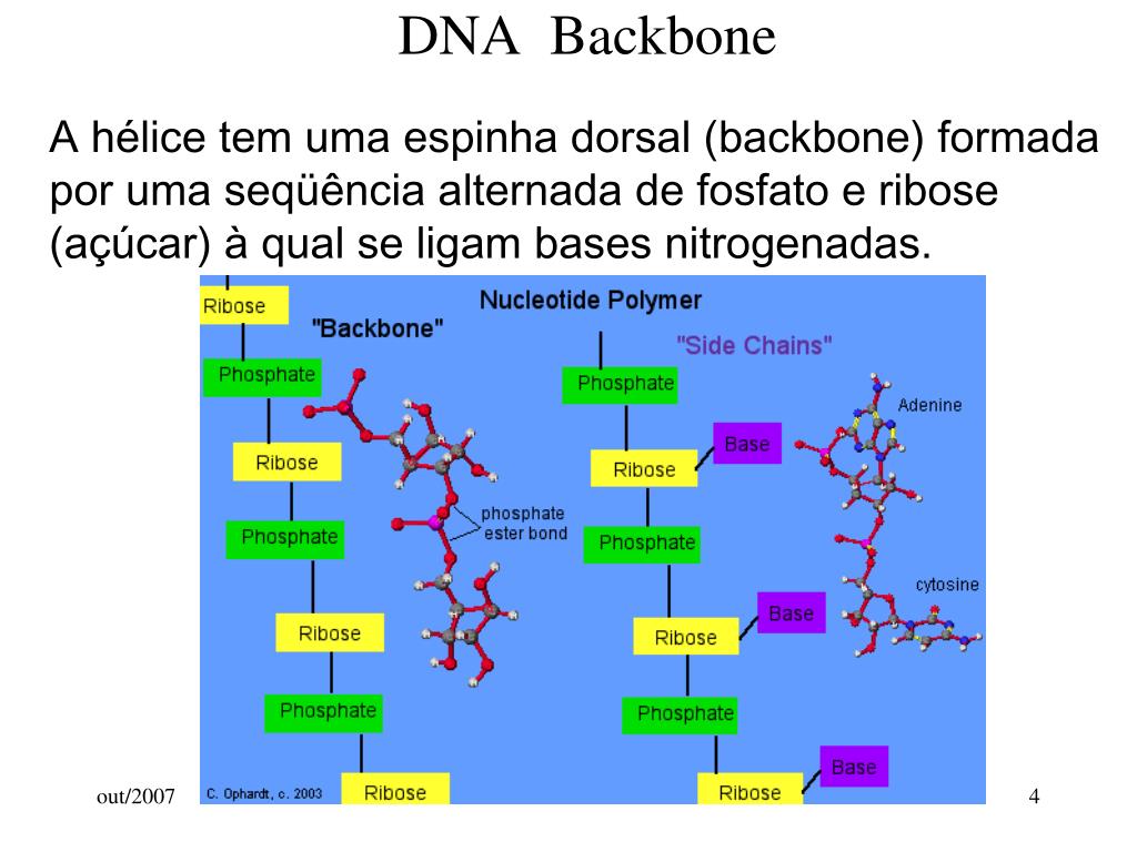 PPT - Estrutura do DNA Transcrição e Tradução PowerPoint Presentation -  ID:4104310