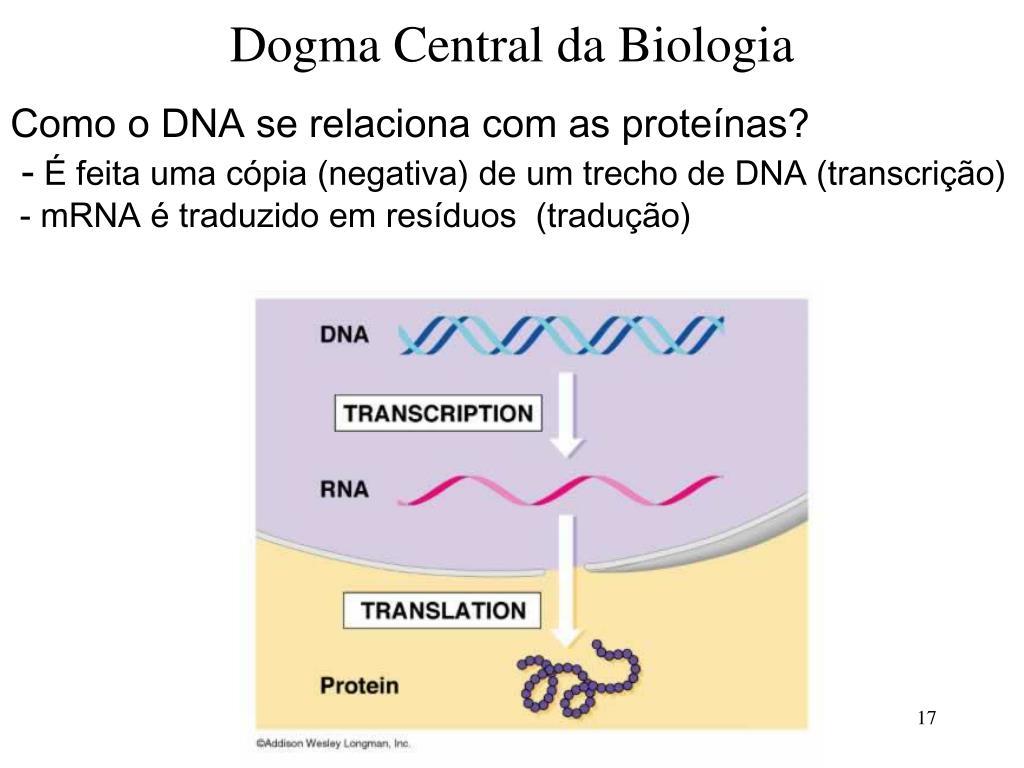 PPT - Estrutura do DNA Transcrição e Tradução PowerPoint Presentation -  ID:4104310