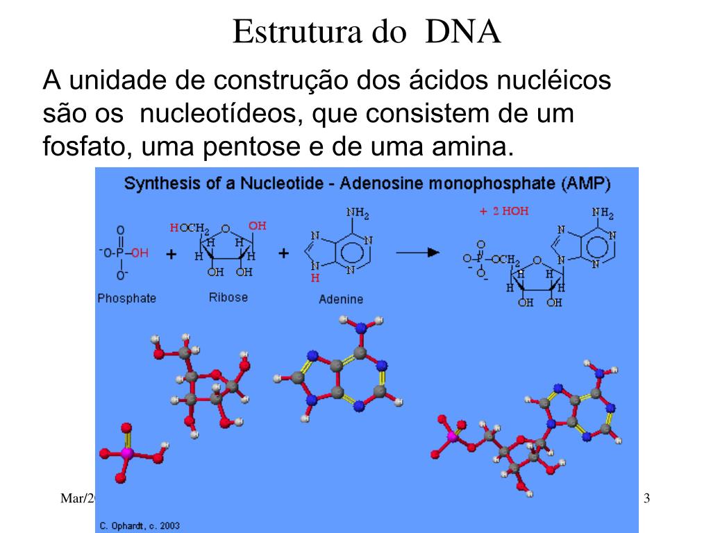 PPT - Estrutura do DNA Transcrição e Tradução PowerPoint Presentation -  ID:4104310