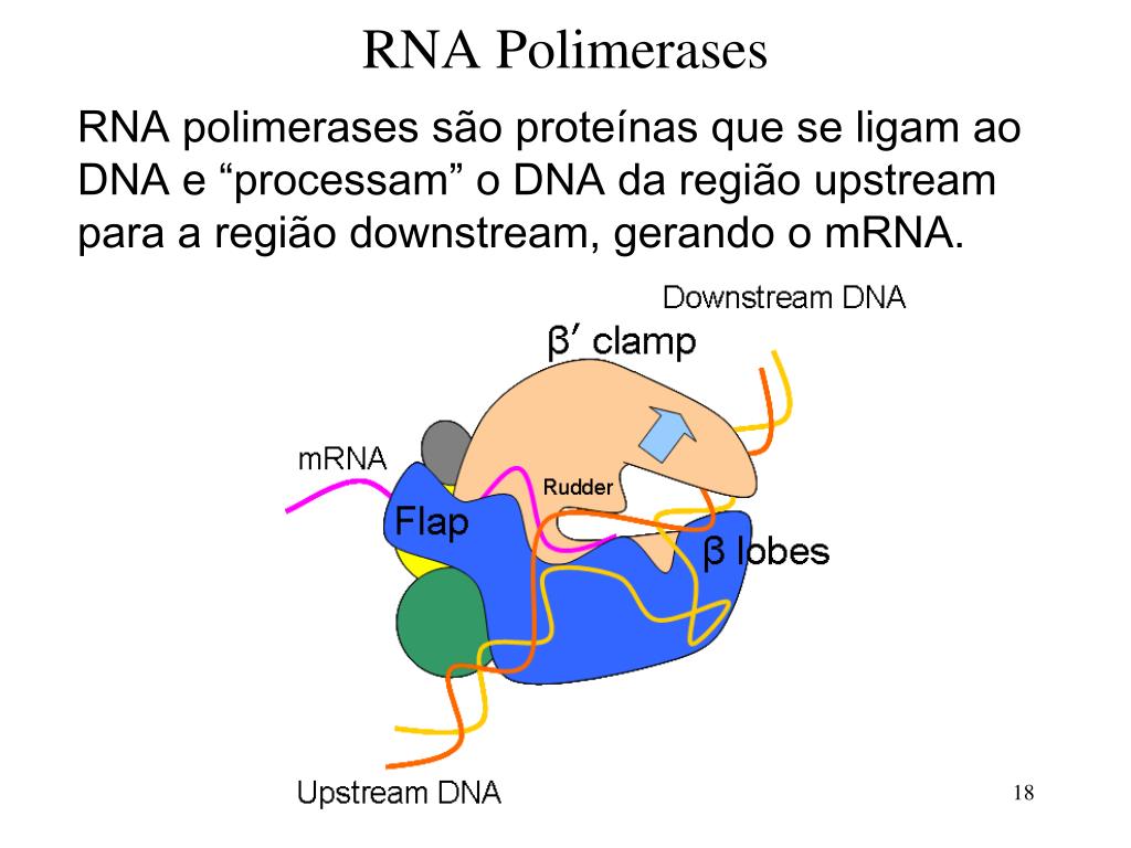 PPT - Estrutura do DNA Transcrição e Tradução PowerPoint Presentation -  ID:4104310