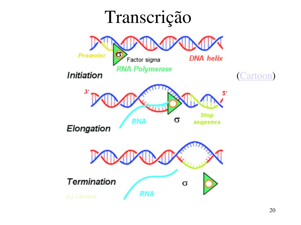 PPT - Estrutura do DNA Transcrição e Tradução PowerPoint Presentation -  ID:4104310