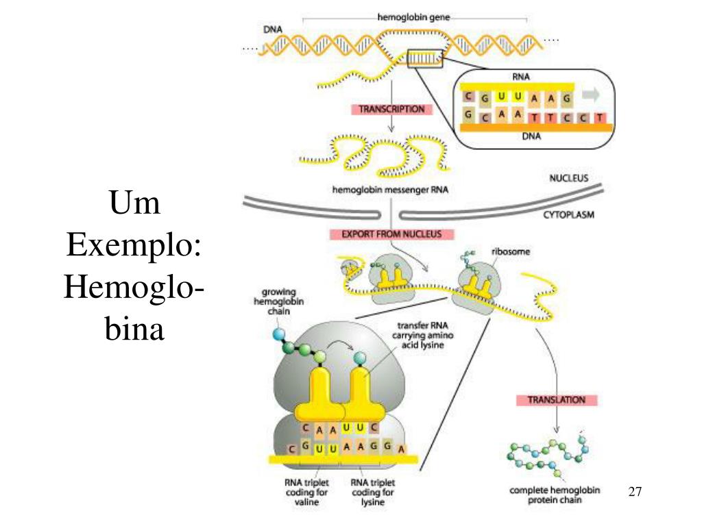 PPT - Estrutura do DNA Transcrição e Tradução PowerPoint Presentation -  ID:4104310