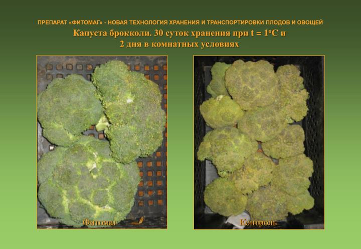 капуста брокколи хранение капуста брокколи хранение
