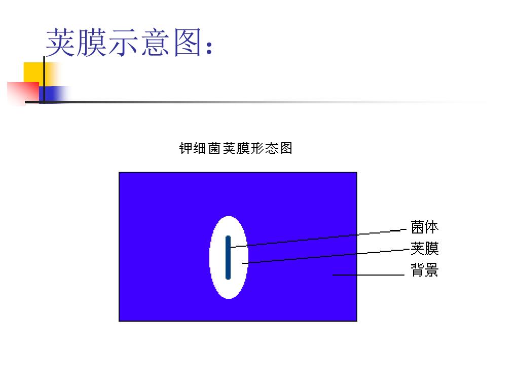 Ppt 革兰氏染色与荚膜染色powerpoint Presentation Free Download Id Ppt 革兰氏染色与荚膜染色powerpoint Presentation Free Download Id