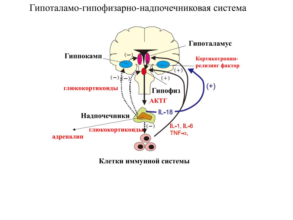 Гормоны гипофиза крови. Гипоталамус гипофиз надпочечники ось. Схема действия гипоталамо-гипофизарной системы гормоны.