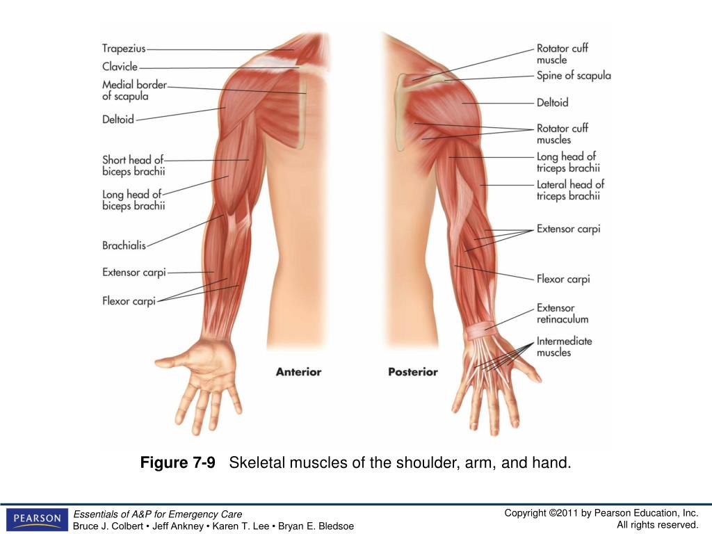 Bones and muscles. Arm какая часть руки. Arm это какая часть. All Parts of Arm muscles. Arm Parts.