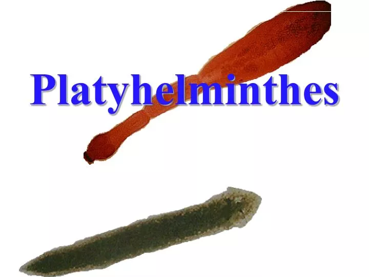Filo platyhelminthes ppt -