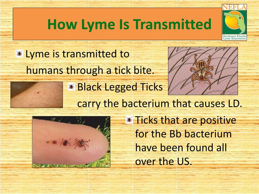 PPT Lyme Disease Prevention And Education PowerPoint Presentation