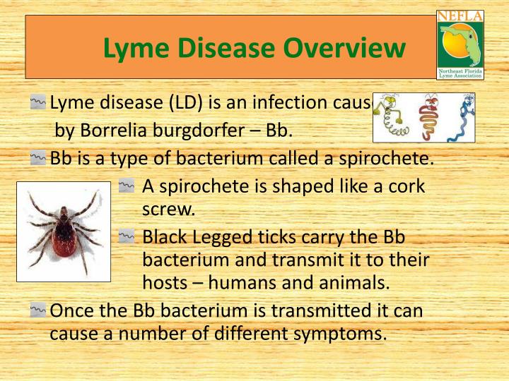 PPT Lyme Disease Prevention And Education PowerPoint Presentation