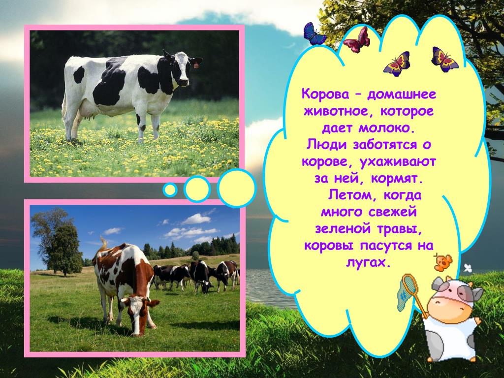 Что пьет корова загадка. Интересные факты о коровах. Корова домашнее животное. Презентация о домашнем животном корове.
