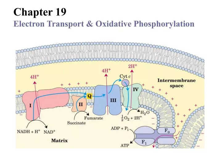 PPT - Chapter 19 Electron Transport & Oxidative Phosphorylation ...