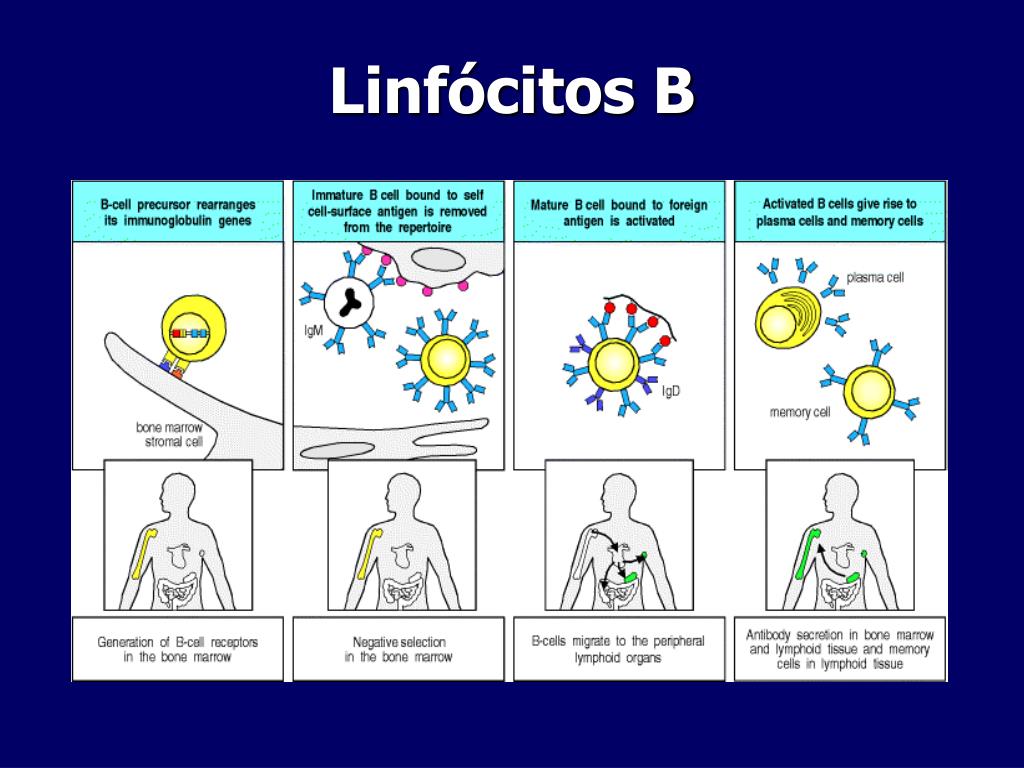 PPT - Linfócitos B PowerPoint Presentation, Free Download - ID:4110774