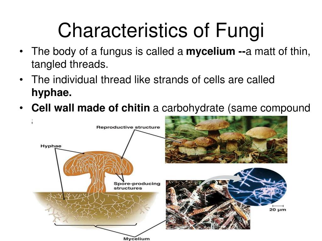 PPT Kingdom Fungi PowerPoint Presentation, free download ID4111868