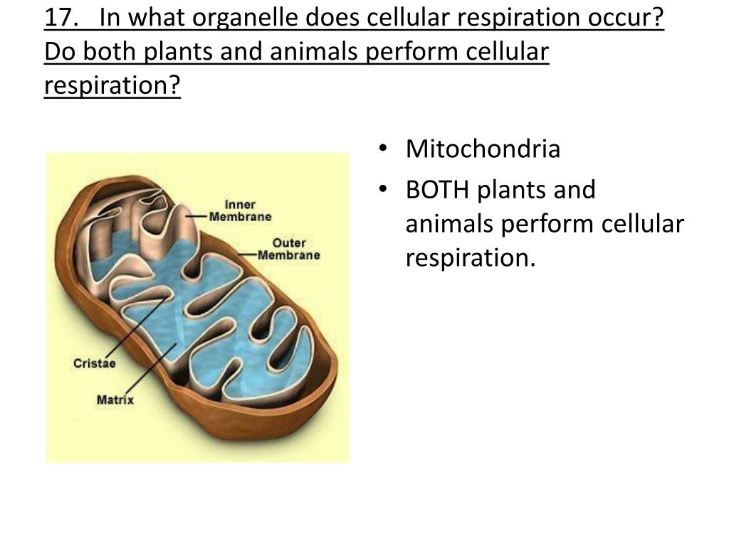 Ppt Protist Fungi And Photosynthesis Cellular Respiration Review Powerpoint Presentation Id 4111874