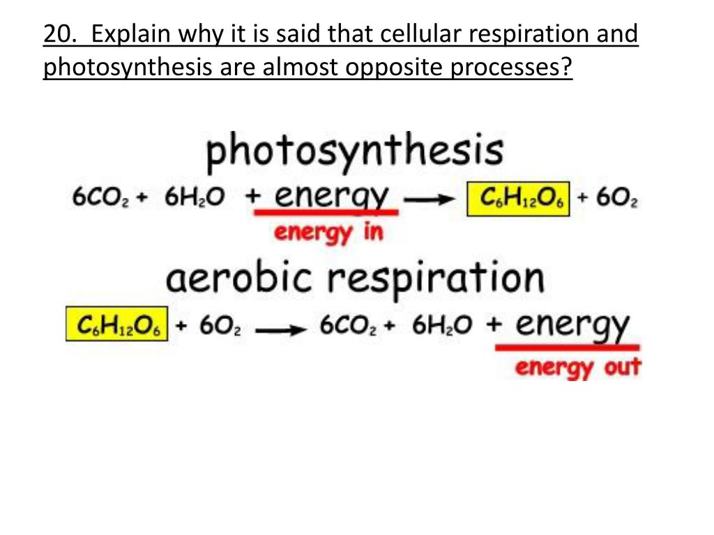 PPT - Protist /Fungi and Photosynthesis/Cellular Respiration Review ...