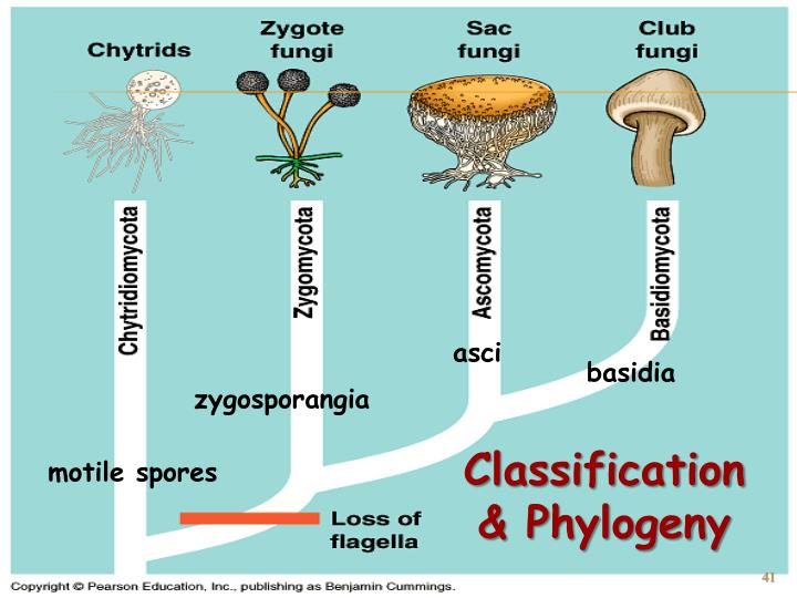 PPT - Kingdom Fungi PowerPoint Presentation - ID:4112238