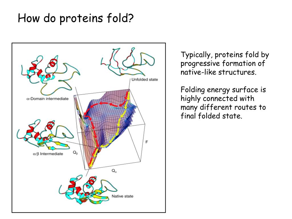 PPT Protein Folding Protein Structure Prediction Protein Design