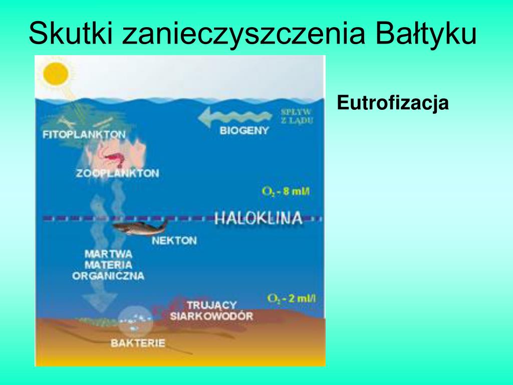 Znaczenie Czystego Bałtyku Dla Państw Nadbałtyckich PPT - Morze Bałtyckie PowerPoint Presentation, free download - ID:4114629