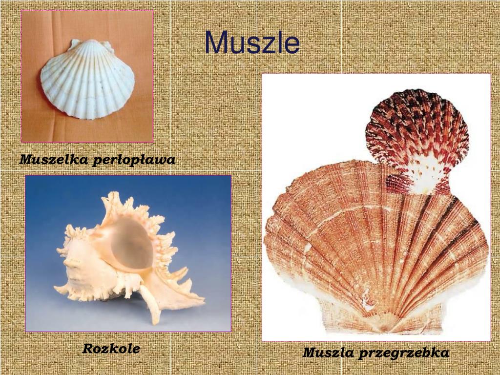 Mięczaki Zwierzęta O Miękkim Ciele Okrytym Muszlą PPT - Morze Bałtyckie PowerPoint Presentation, free download - ID:4114665