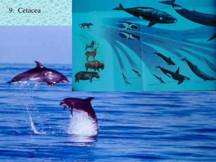 PPT - 9. Cetacea PowerPoint Presentation, free download - ID:4114771