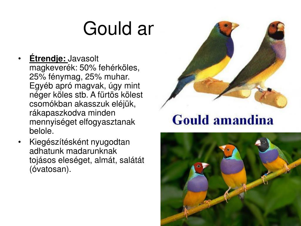 PPT - Fogságban tartott madarak életkora PowerPoint Presentation, free  download - ID:4114850