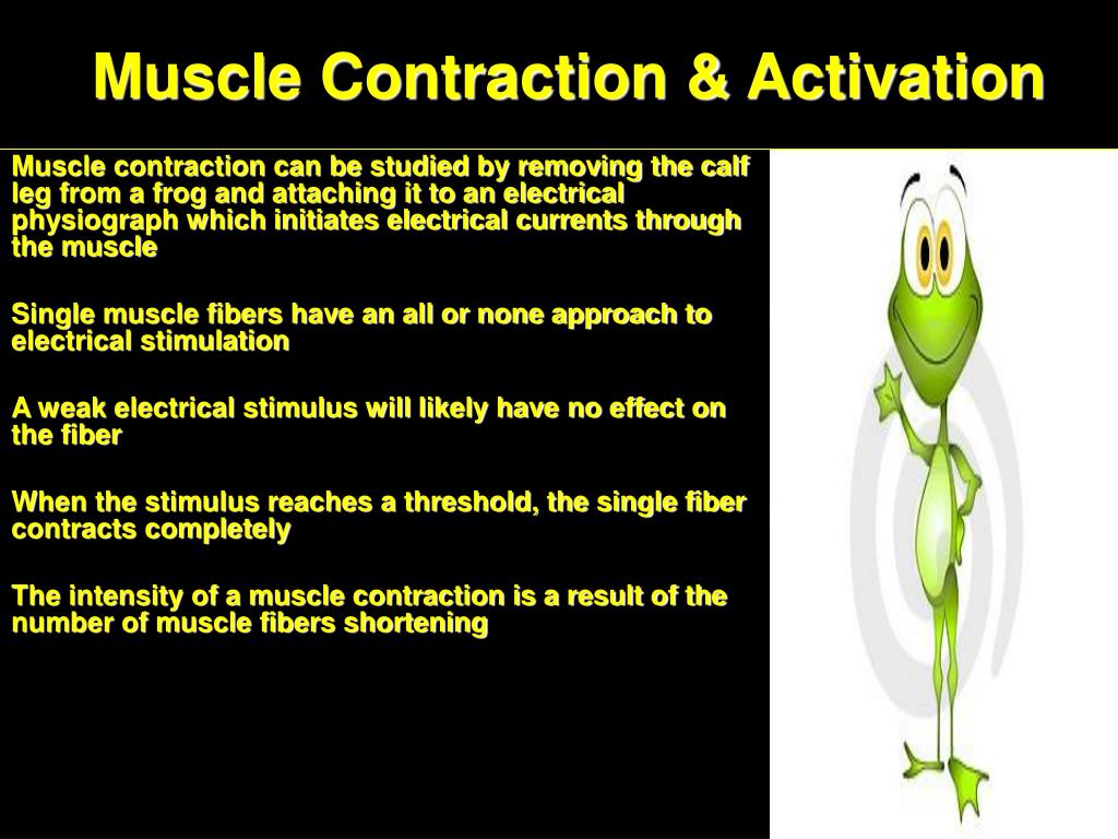 PPT - Muscles PowerPoint Presentation, free download - ID:4115512