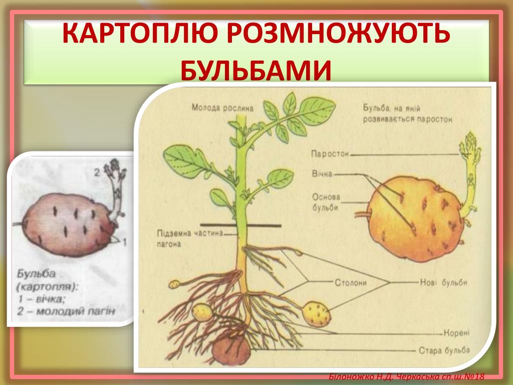 Побеговую природу клубня картофеля доказывает осевое строение. Строение клубня картофеля. Анатомия растений строение клубня картофеля. Строение клубня картошки. Строение картофеля схема.