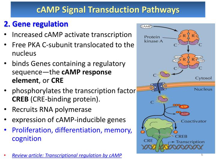 role of cyclic amp in signal transduction role of cyclic amp in signal transduction