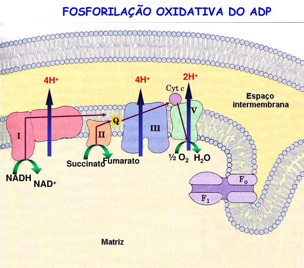 PPT - OXIDAÇÕES BIOLÓGICAS: Cadeia respiratória e fosforilação ...