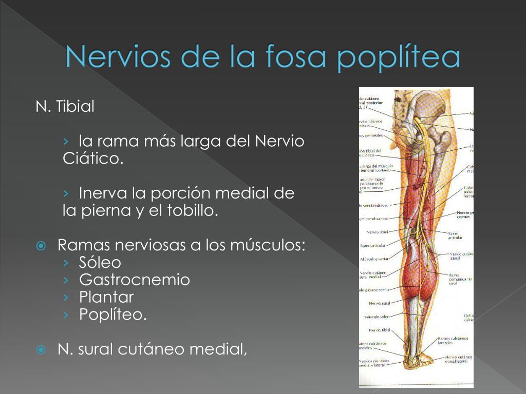 Lecho capilar de pulmones
