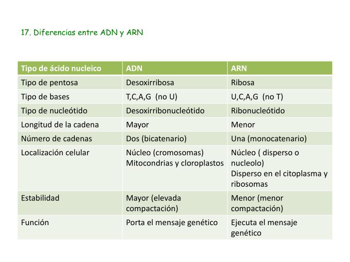 Cuadro Comparativo Adn Y Arn Educacion Word Search